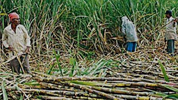 sugarcan kisan