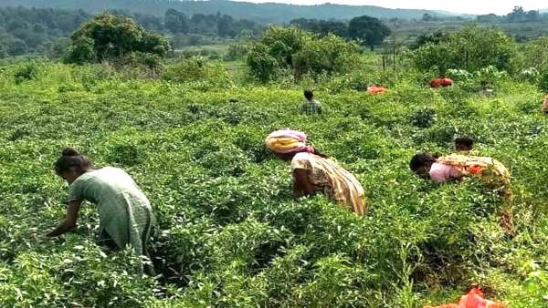 chilli mirch chilli mirch