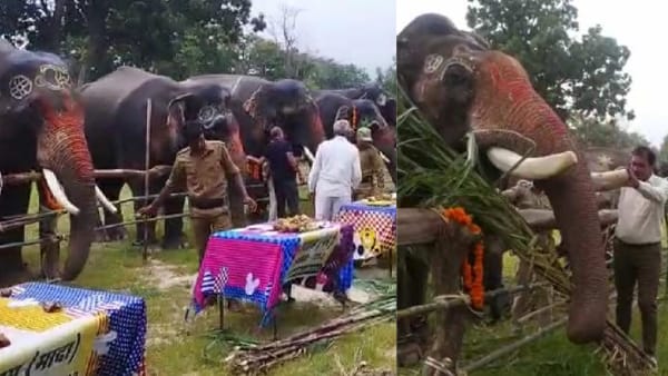अगले सात दिन चलेगी हाथियों की पिकनिक