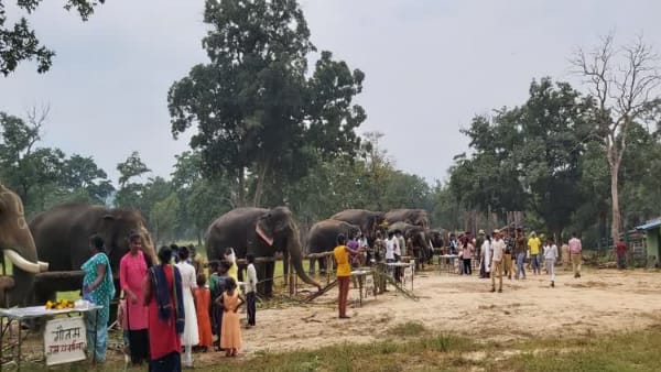 2014 से मनाया जा रहा है हाथी महोत्सव