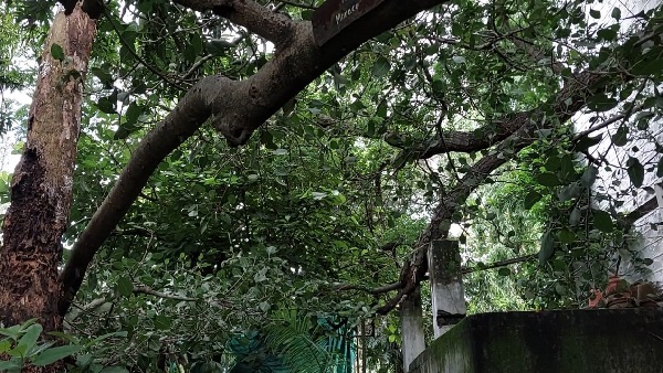 भगवान श्रीकृष्ण की बाल लीलाओं का प्रत्यक्ष प्रमाण है 