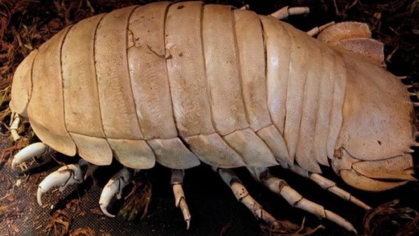 सिर पर एंटिना जैसे तार सिर पर एंटिना जैसे तार