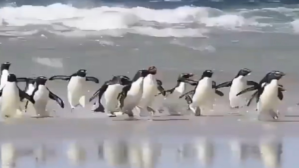 तेल से सने हुए पेंगुइन पाए गए तेल से सने हुए पेंगुइन पाए गए