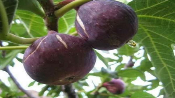 बेड़ू औषधीय गुणों से भरपूर, कई बीमारियों से लड़ने में मददगार