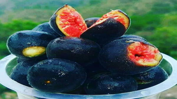 बेडू 12 महीनों पकता है, सब्जी भी बनती है 