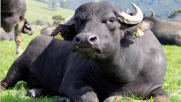 Gwalior Municipal Corporation seized buffalo