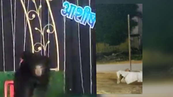 शादी में पहुंच गया था भालू, बच्चो के साथ स्टेज में चढ़ गई थी मादा 