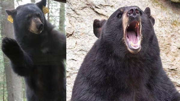 भालुओं ने खोला दरवाजा