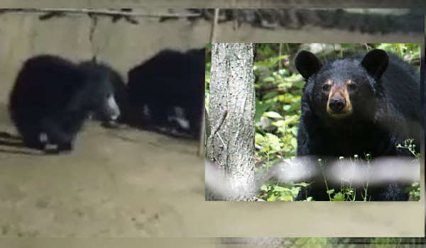 चट कर गए राशन 