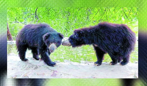 शहरों में भी करते हैं भालू इवनिंग वाक 