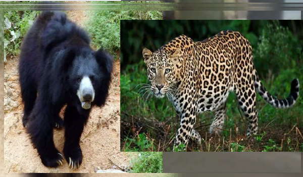 तेंदुआ भी घूम रहा है 