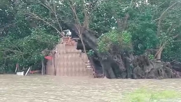 बाढ़ में धरासायी हुआ पेड़, सांप निकलकर इधर-उधर गए