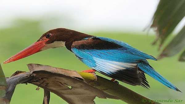 इन प्रजातियों के पक्षियों की होती है आमद