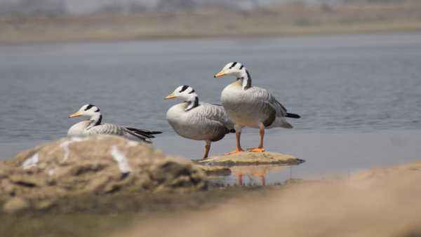 इन स्थानों पर पहुंचते हैं पक्षी