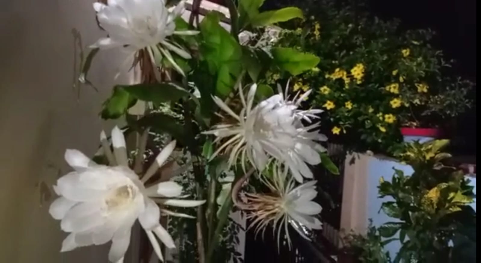 सागर में खिला देवताओं का प्रिय और दुर्लभ पुष्प ब्रह्मकमल