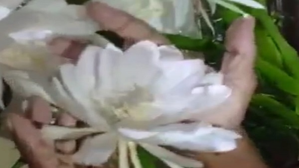 दुर्लभ ब्रह्मकमल