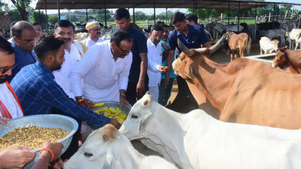 मानवता की रक्षा के लिए गाय की सेवा जरूरी