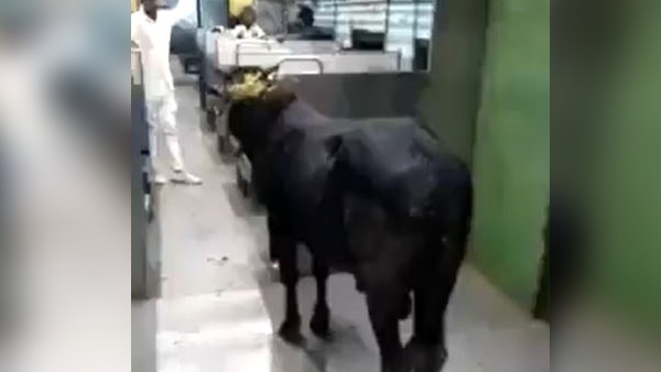 स्टेशन पर घूम रहा था आवारा सांड 