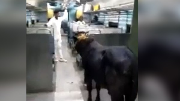सांड का वीडियो सोशल मीडिया पर वायरल 
