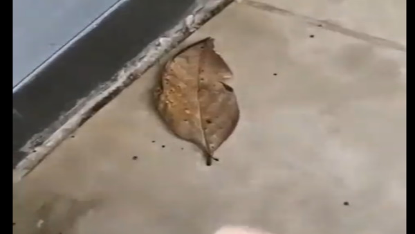 ये वीडियो 10 लाख से अधिक लोग अब तक देख चुके हैं