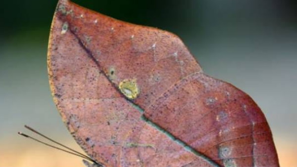  जानें क्‍या है ये चीज 