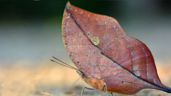 टच करने तक नहीं पता चला ये तितली है 