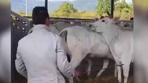 इंसान हो या फिर जानवर दर्द सबको होता है