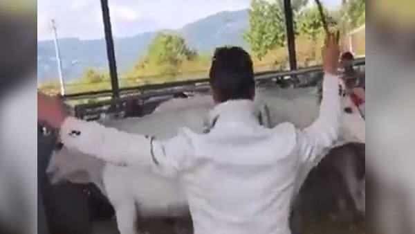 बछड़े ने सीखाया शख्स को सबक