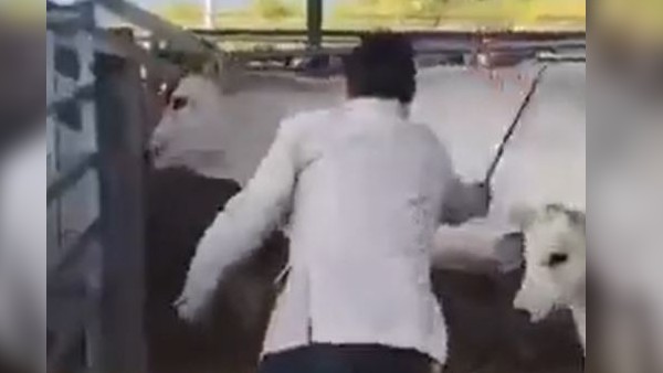 बछड़े ने लिया मां का बदला