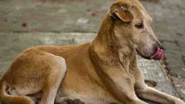 परिवार के लोग होने लगे बीमार परिवार के लोग होने लगे बीमार