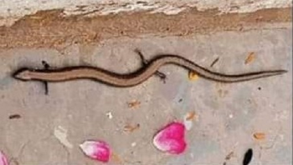 चार पैर वाला सांप! या सर्पाकार छिपकली चार पैर वाला सांप! या सर्पाकार छिपकली