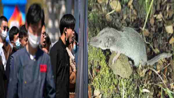 चीन में अब छछूंदर वाले वायरस का प्रकोप