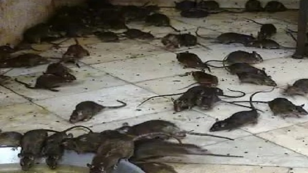 स्क्रब टायफस से बचने क्या-क्या सावधानी रखें