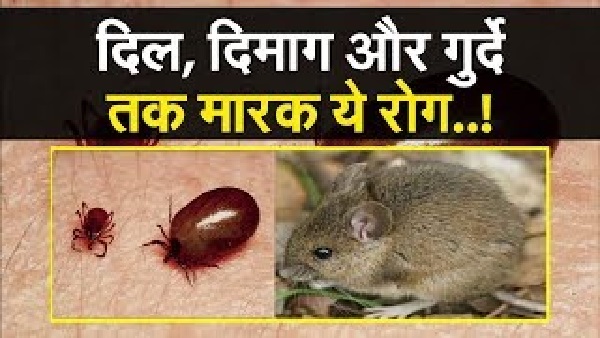 स्क्रब टायफस के क्या लक्षण हैं