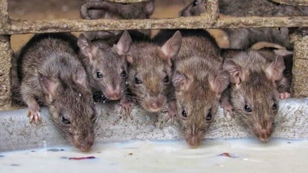 स्क्रब टायफस बीमारी कैसे फैलती है