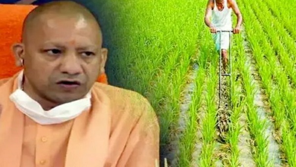 योगी सरकार की इस योजना का उठाएं लाभ,क्लस्टर खेती के यह हैं फायदे 