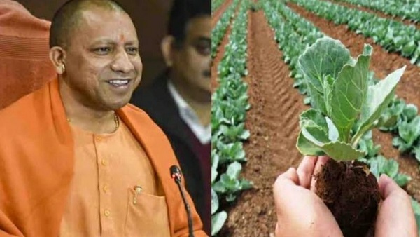 योगी सरकार की इस योजना का उठाएं लाभ,क्लस्टर खेती के यह हैं फायदे 