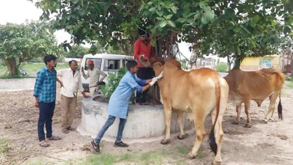 कम से कम एक साल तक दूध उत्पादन प्रभावित कम से कम एक साल तक दूध उत्पादन प्रभावित
