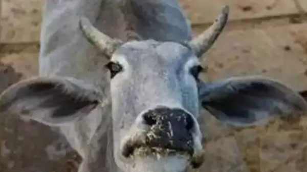 सोमवार को गाय की हुई मौत सोमवार को गाय की हुई मौत