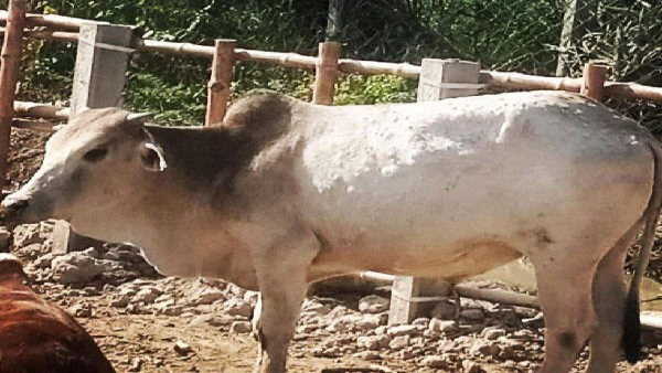 cow