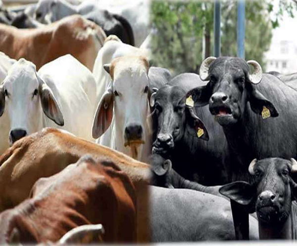 वैक्सीनेशन के बावजूद प्रकोप बढ़ रहा वैक्सीनेशन के बावजूद प्रकोप बढ़ रहा