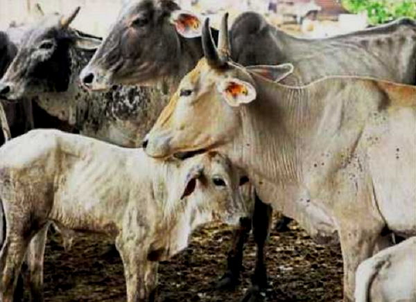 Lumpy Skin Disease: Punjab govt started vaccination of animals, ordered thousands of doses