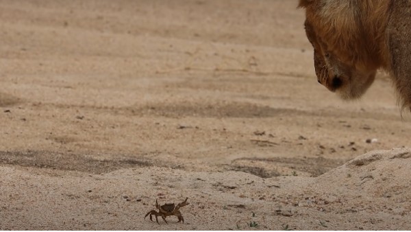शेर के सामने से गुजरा