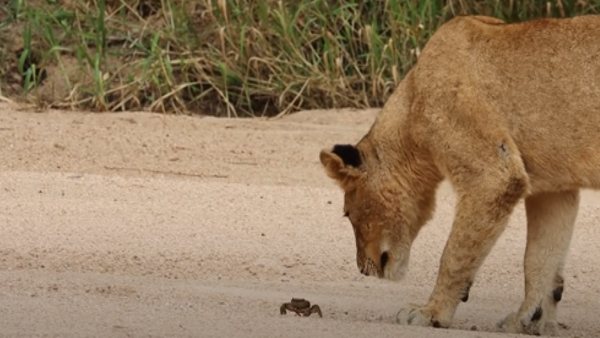 दूसरे शेरों ने क्या किया?