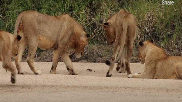 पर्यटक चले गए थे आगे