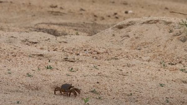 क्यों नहीं किया शेर ने शिकार?