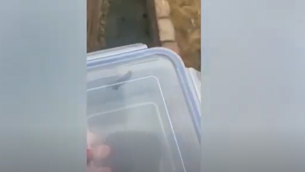 काटने से नुकसान नहीं होगा