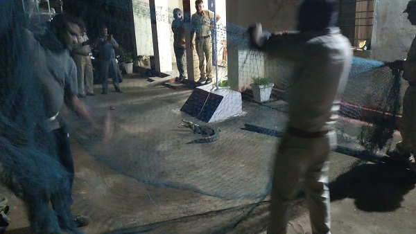 वन विभाग की टीम ने जाल में कैद कर नदी में छोड़ा वन विभाग की टीम ने जाल में कैद कर नदी में छोड़ा