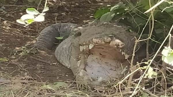 मगरमच्छ चंबल नदी से निकलकर पहुंचा गांव