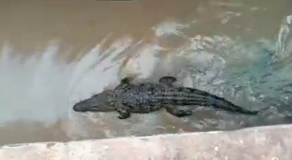 सुस्त नजर आ रहा था मगरमच्छ